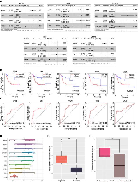 Frontiers Kif B Expression In Osteosarcoma And Its Regulatory Effect