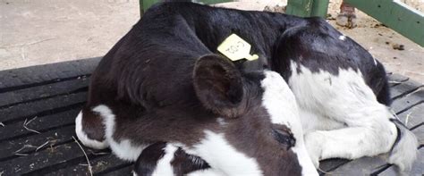 Calf Rearing National Agricultural Advisory Services