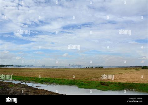 Landscape Of Countryside In Mekong Delta Vietnam The Rice Field After