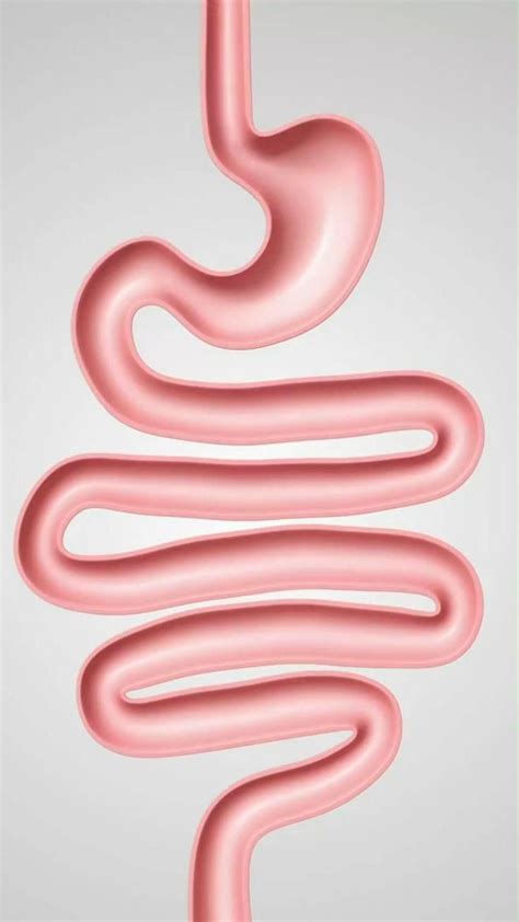 The SMALL INTESTINE: Function In DIGESTION [Video] | Human digestive ...