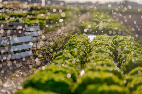 Cuáles son los tipos de drenaje agrícola Descubre los 5 tipos de