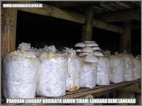 Panduan Lengkap Budidaya Jamur Tiram Langkah Demi Langkah Desa