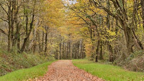 Chemin Tombe Des Arbres Photo Gratuite Sur Pixabay Pixabay