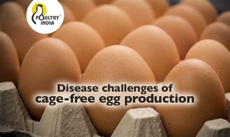 The Challenges Of Cage Free Egg Production