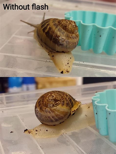 Why Does My Snail S Shell Look Like This Details In The Comments R Snails