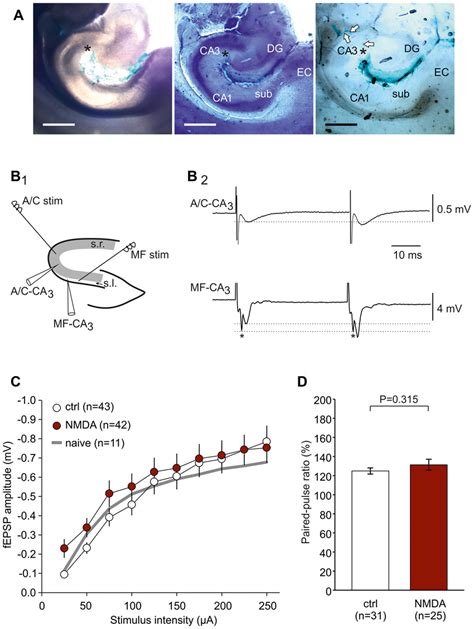 Experimental Design To Study Associational Commissural A C And Mossy