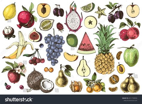 Hand Drawn Colorful Fruits Set Great Stock Vector (Royalty Free) 2011738592 | Shutterstock