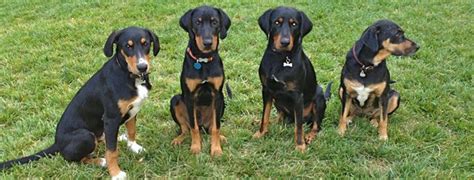 Transylvanian Hound Breed Guide - Learn about the Transylvanian Hound.