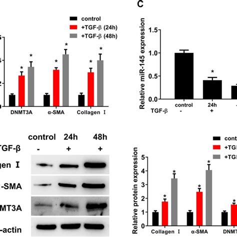 Differential Expression Of MiR 145 And DNMT3A In CFs Activated By