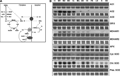 Expression Of Aa Oxidation And Recycling Genes During Tomato Fruit