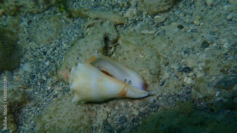 Sea Snail Florida Fighting Conch Strombus Alatus On The Atlantic