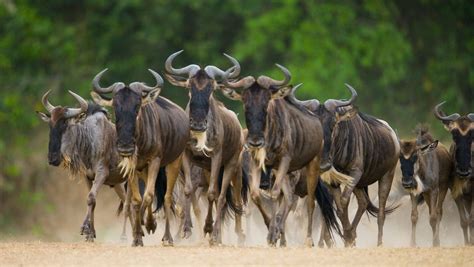 Africa's Wildebeest Migration [April & May 2022]