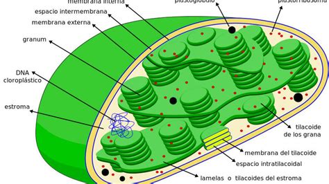 Esquema Del Cloroplasto ¡fotos And Guía 2024