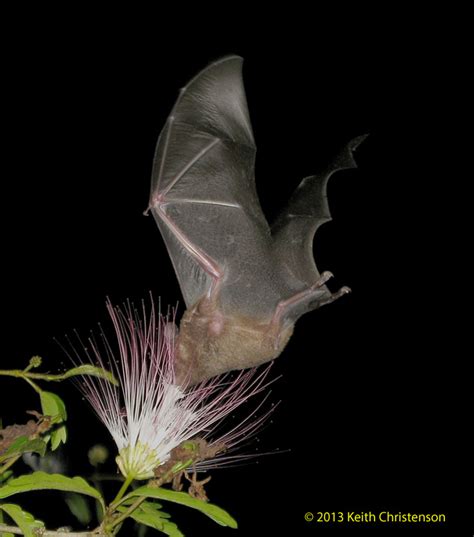 Nectar Bat Choeroniscus Godmani Feeding Tropicalbats