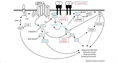 Oncology Biomarkers: Clinical Trials For Breast Cancer In US