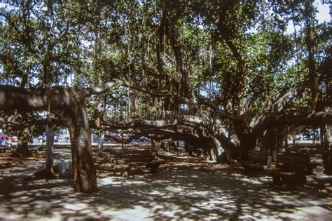 Old Slide Of The Historic Year Old Banyan Tree In Lahaina Harbor