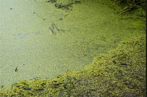 Eutrophication- Definition, Causes, Classification, Effects and FAQs on ...