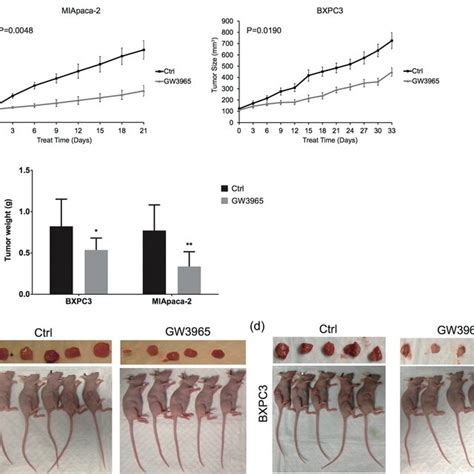 Gw Suppressed Xenograft Tumor Growth In Vivo Xenograft Tumors Were