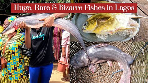 Big Rare And Bizarre Fishes Exotic Fish Market In Lagos Heritage