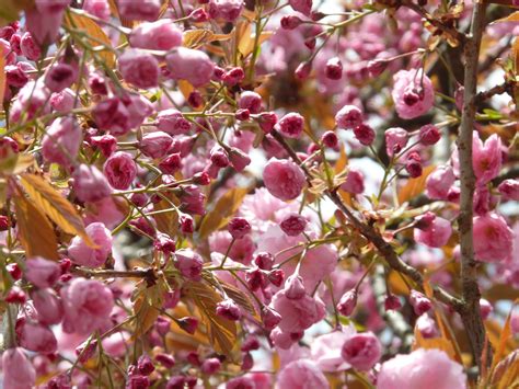 Wallpaper ID: 290163 / japanese cherry trees blossom bloom cherry