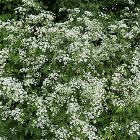 Cow Parsley Seeds Plugs Pots Turf Online