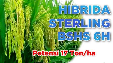 Padi Hibrida Sterling Bshs 6h Youtube