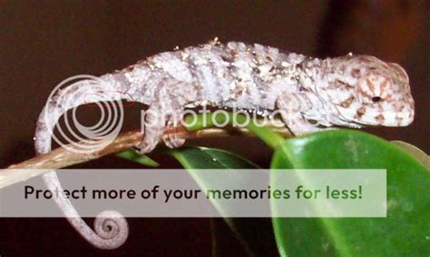 How To Sex Baby Panthers Chameleon Forums