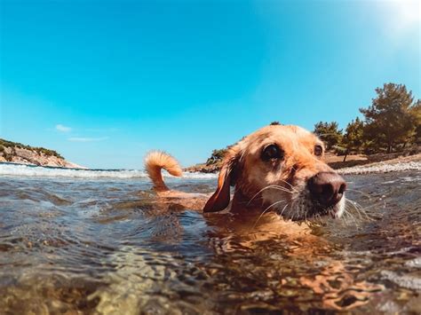 Premium Photo | Dog enjoying on the beach while swimming in the sea