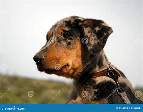 Puppy french shepherd stock image. Image of beauceron - 2466953