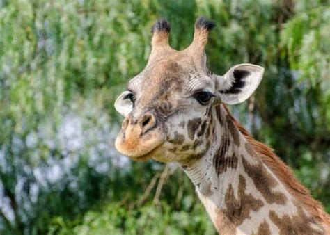 What Sound Does a Giraffe Make? Guide: 6 Giraffe Noises | Storyteller ...