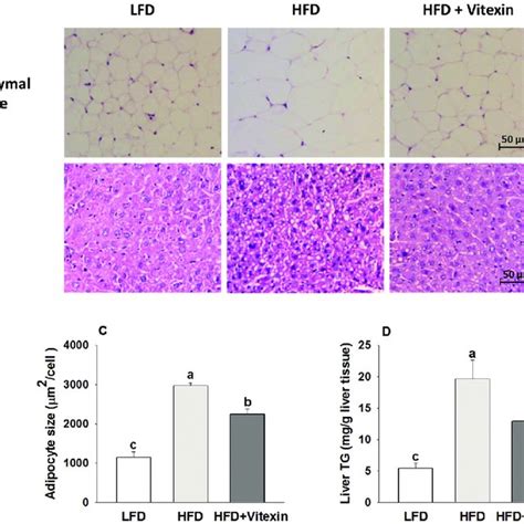 Effects Of Vitexin On The Adipocyte Size Liver Morphology And