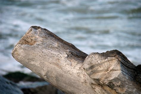 Free Images Sea Tree Water Nature Rock Leaf Wave Trunk