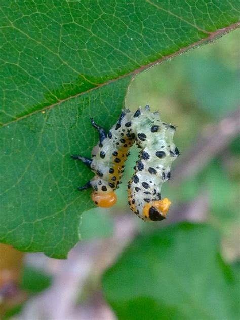 A Close Up Of A Caterpillar On A Leaf