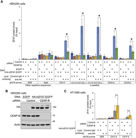 Cenp B Promotes The Centromeric Localization Of Zfat To Control