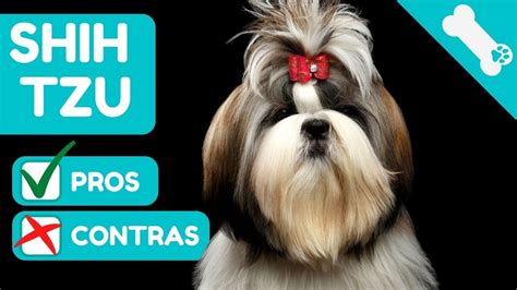 Ventajas Y Desventajas De Tener Un Shih Tzu Pros Y Contras Raza De