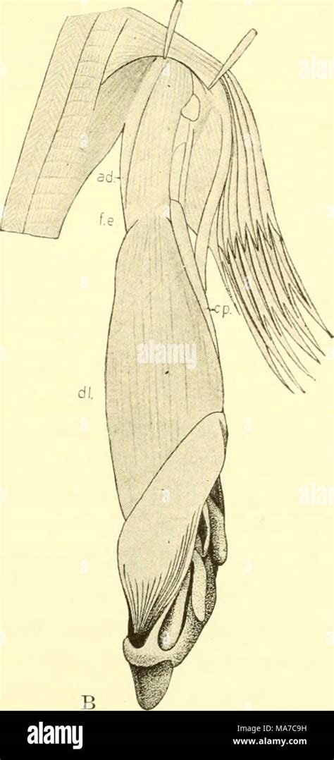 The Elasmobranch Fishes Fig 114 Muscles Of The Claspers Eaja