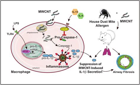 Schematic Illustration Of A Hypothetical Mechanism For Suppression Of