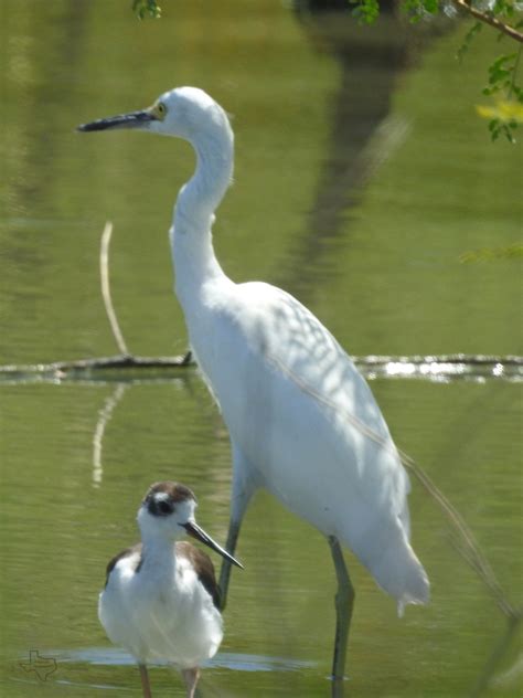 Black Necked Stilt From Kleberg County TX USA On July 23 2023 At 10