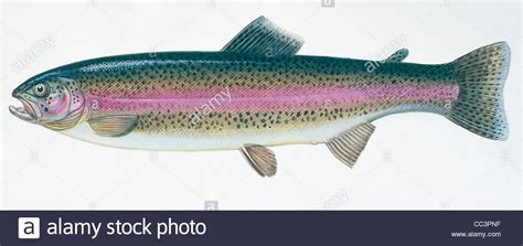 Rainbow Trout Drawing at GetDrawings | Free download