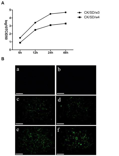 Frontiers The Mrna And Proteins Expression Levels Analysis Of Tc