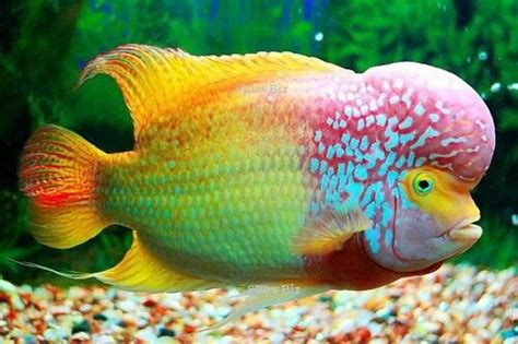 Flowerhorn Cichlid ~ Cichlid Types