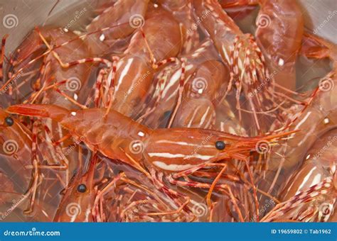 Bowl Of Fresh Live Shrimp Stock Photo Image Of Dinner 19659802