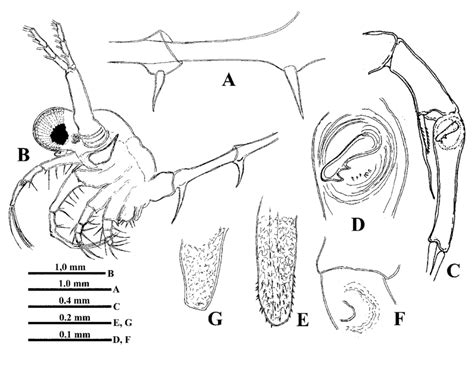 Bythotrephes cederströmii Schödler, 1877. Female (A) and males (B-G).... | Download Scientific ...