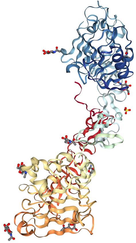 ERBB4 Her4 Protein Overview Sino Biological