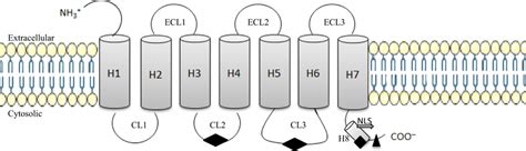 Schematic Of The Classical Seven Transmembrane G Protein Coupled