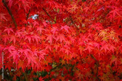 Beautiful Acer Palmatum Palmate Maple Or Smooth Japanese Maple Leaves Fall Red Maples In