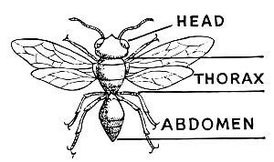 Insect Anatomy Dichotomous Key Flashcards | Quizlet