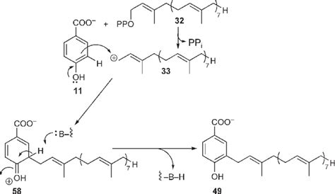 Proposed Mechanism For The Prenylation Of Hydroxybenzoate To