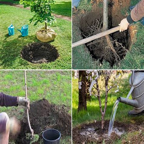 COME PIANTARE GLI ALBERI DA FRUTTO GermoglioVerde