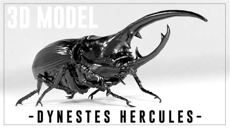 Hercules Beetle 3d Model Youtube